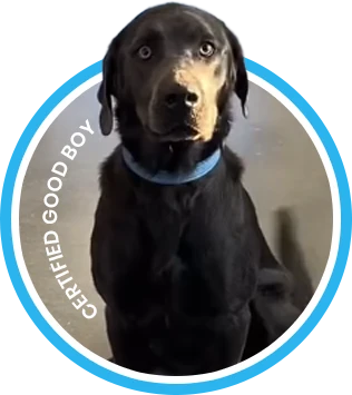 Good Boy Coatings